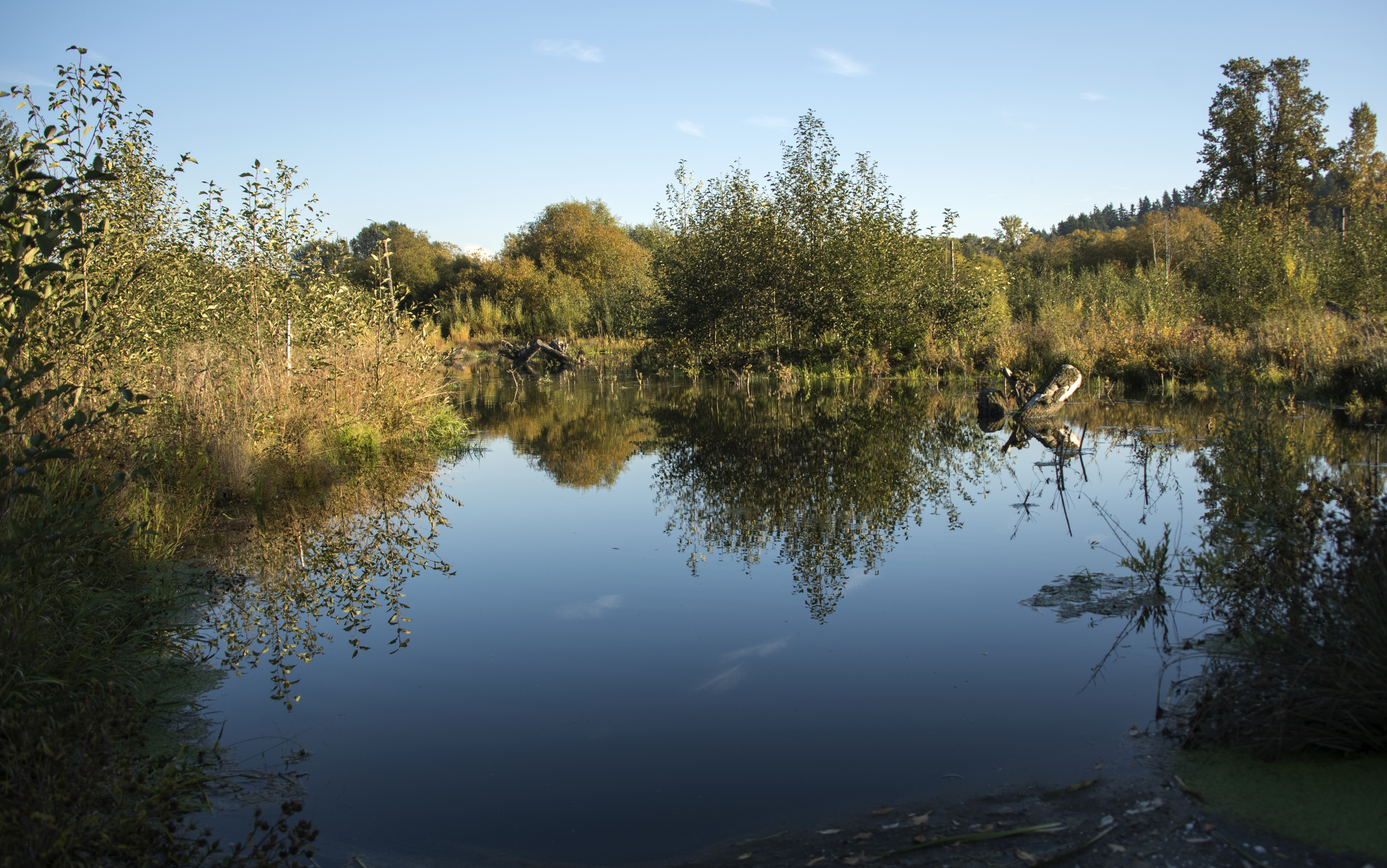 photo of a pond with shrubs growing nearby